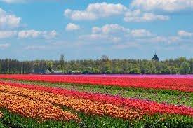 Naar de Bollen in Groningen 2019